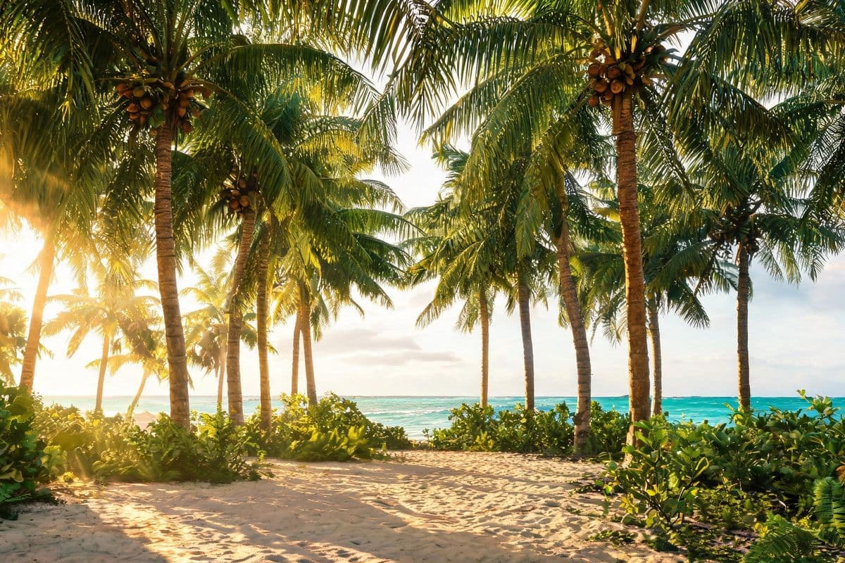 Coconut palm plantation on the farm island